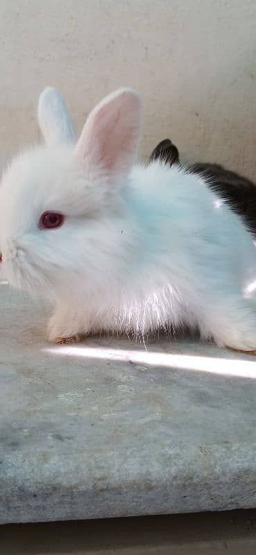 English Angora Bunnies Red / Wine Eyes 4