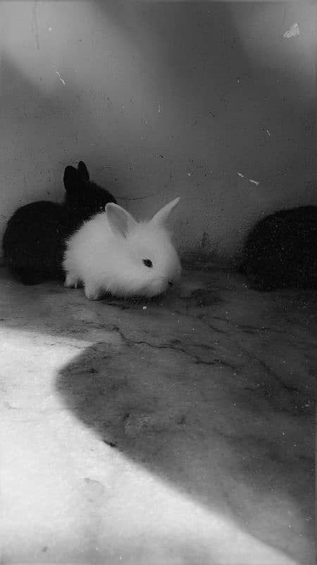 English Angora Bunnies Red / Wine Eyes 5