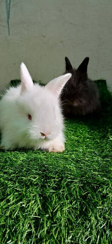 English Angora Bunnies Red / Wine Eyes 6