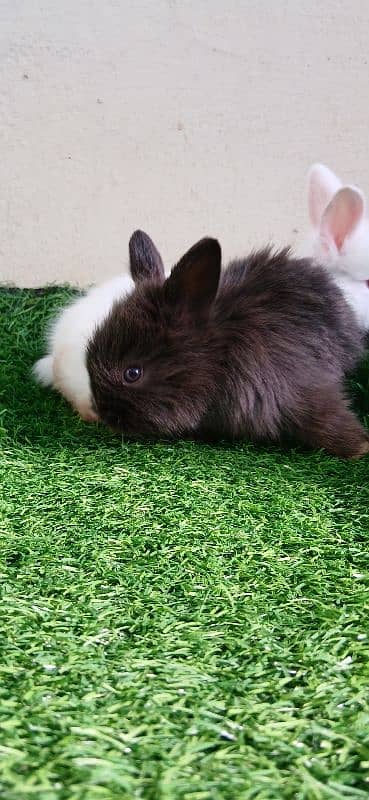 English Angora Bunnies Red / Wine Eyes 7