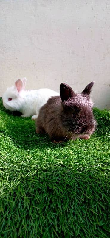 English Angora Bunnies Red / Wine Eyes 8