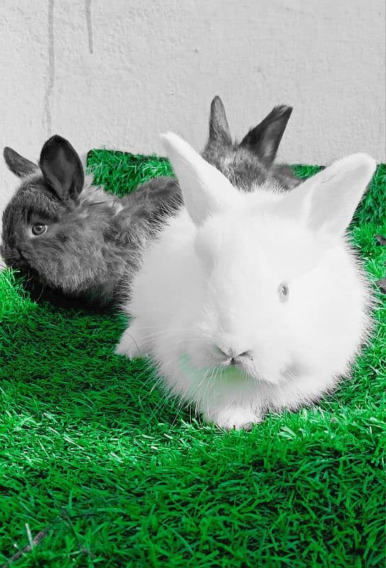 English Angora Bunnies Red / Wine Eyes 9