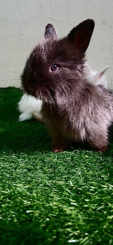 English Angora Bunnies Red / Wine Eyes 10