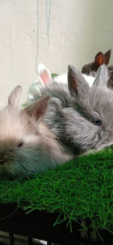 English Angora Bunnies Red / Wine Eyes 11