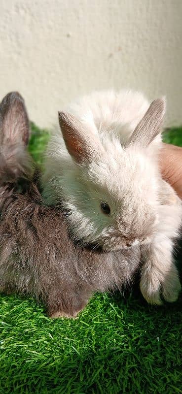 English Angora Bunnies Red / Wine Eyes 12