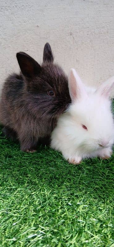 English Angora Bunnies Red / Wine Eyes 13