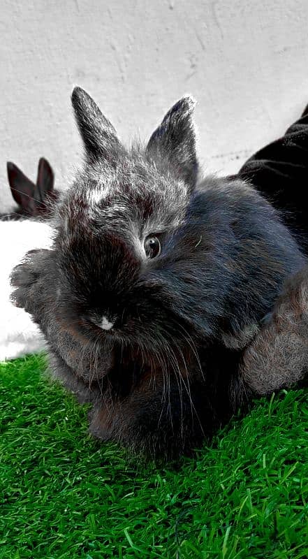 English Angora Bunnies Red / Wine Eyes 14