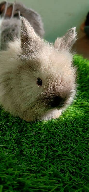 English Angora Bunnies Red / Wine Eyes 15