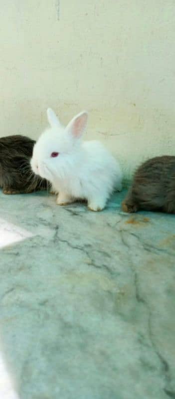 English Angora Bunnies Red / Wine Eyes 16