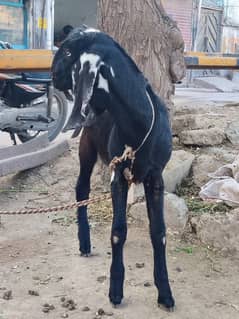 Black wali Bakra for sale