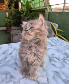 PERSIANS KITTENS FOR SALE ONLY CONTACT WHATUP NUMBER 03292450497