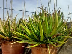 aloe vera plants for sale