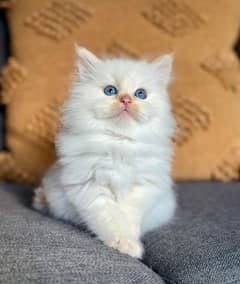 White persian kitten /all types of persion cat available / persian cat