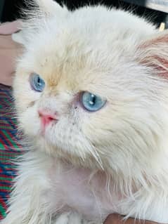 Persian Cat / Blue Eyes / Punch Face Male Stud Available Only