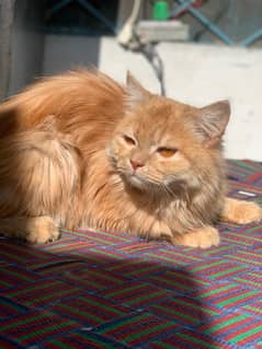 Persian Cat / Blue Eyes / Punch Face Male Stud Available Only Matting