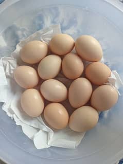 Golden Misri Eggs/Unfertile Eggs/Dozen Eggs