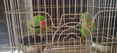 Beautiful Talking parrots for sale