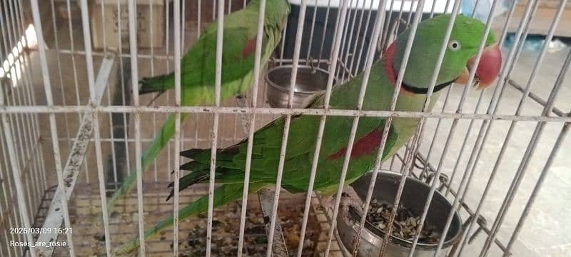 Beautiful Talking parrots for sale 1