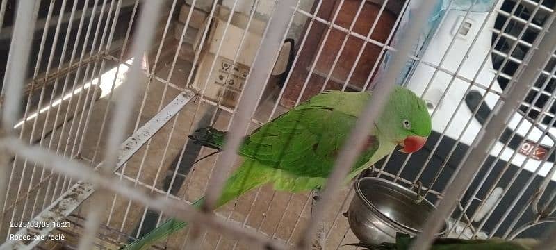 Beautiful Talking parrots for sale 2