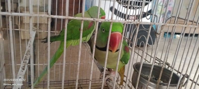 Beautiful Talking parrots for sale 3