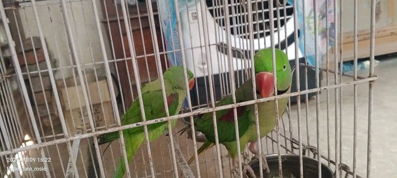 Beautiful Talking parrots for sale 4