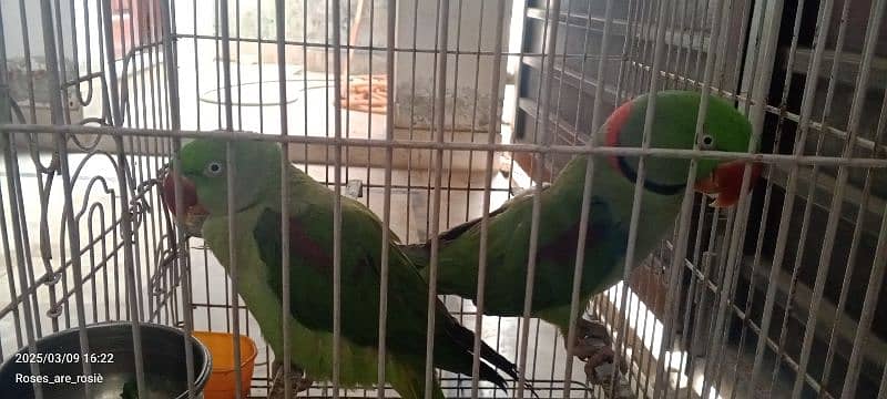 Beautiful Talking parrots for sale 5