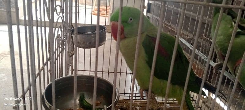 Beautiful Talking parrots for sale 6