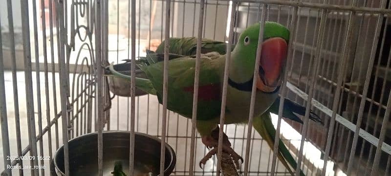 Beautiful Talking parrots for sale 7