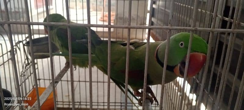 Beautiful Talking parrots for sale 8