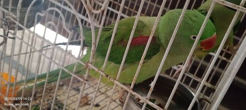 Beautiful Talking parrots for sale 9