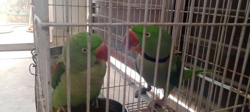 Beautiful Talking parrots for sale 10