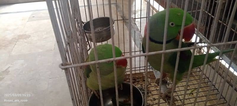 Beautiful Talking parrots for sale 11