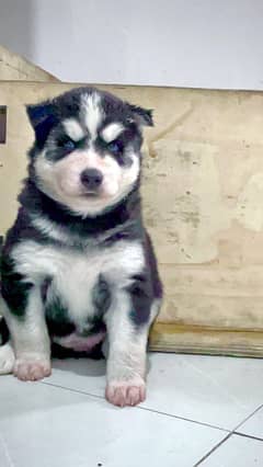 Husky puppies available for sale, Siberian husky puppies available