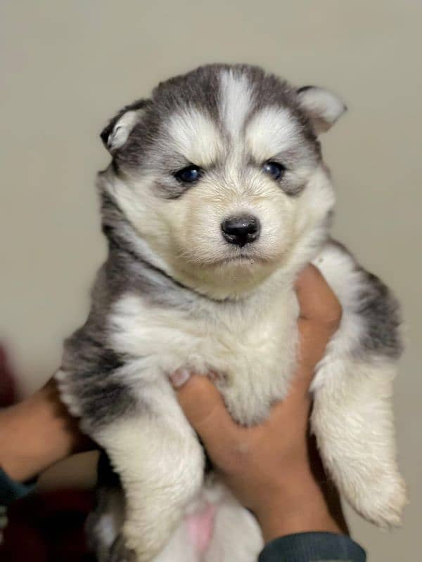 Husky puppies available for sale, Siberian husky puppies available 2