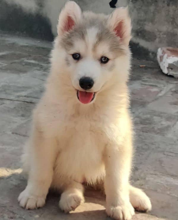 Husky puppies available for sale, Siberian husky puppies available 3