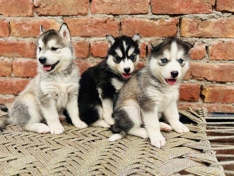 Husky puppies available for sale, Siberian husky puppies available 5