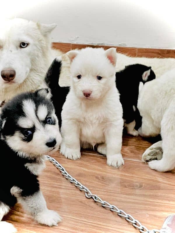 Husky puppies available for sale, Siberian husky puppies available 6