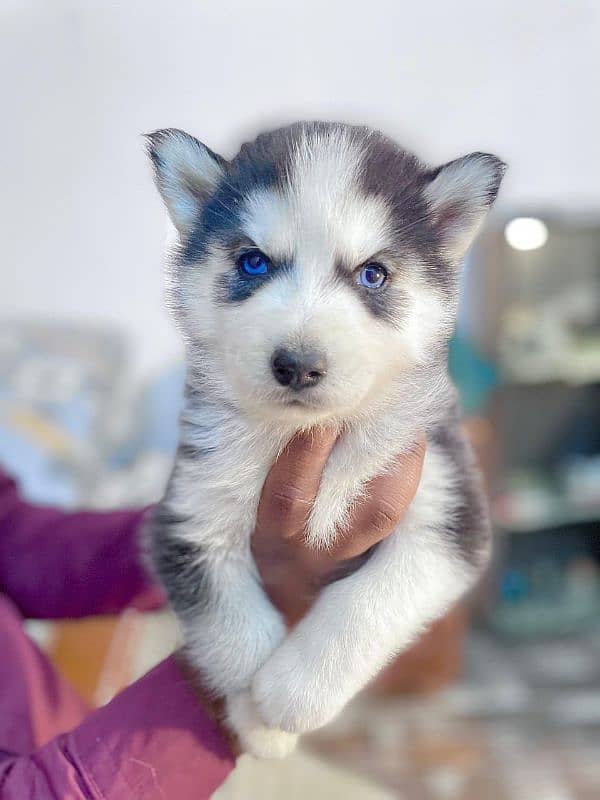 Husky puppies available for sale, Siberian husky puppies available 8