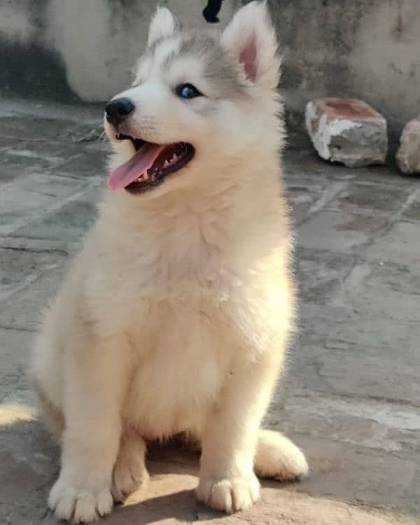 Husky puppies available for sale, Siberian husky puppies available 9