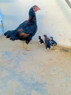 1 aseel murge with 6 chicks. 3’0’8’1’9’0’7’7’1’9 wattsapp num .