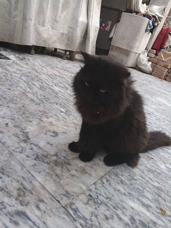 Persian cat 2