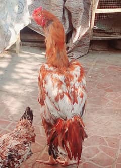 Pure Aseel Breed %100 Fresh Fertile Eggs parents pic attached