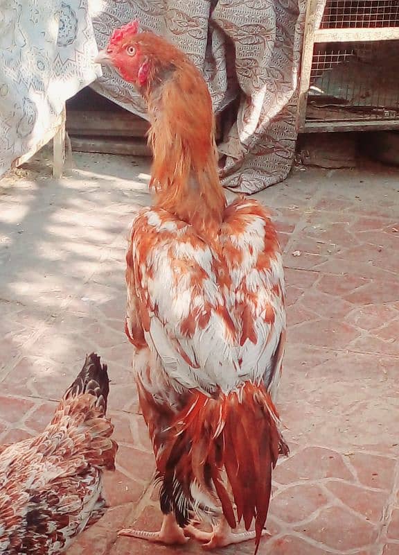 Pure Aseel Breed %100 Fresh Fertile Eggs parents pic attached 0