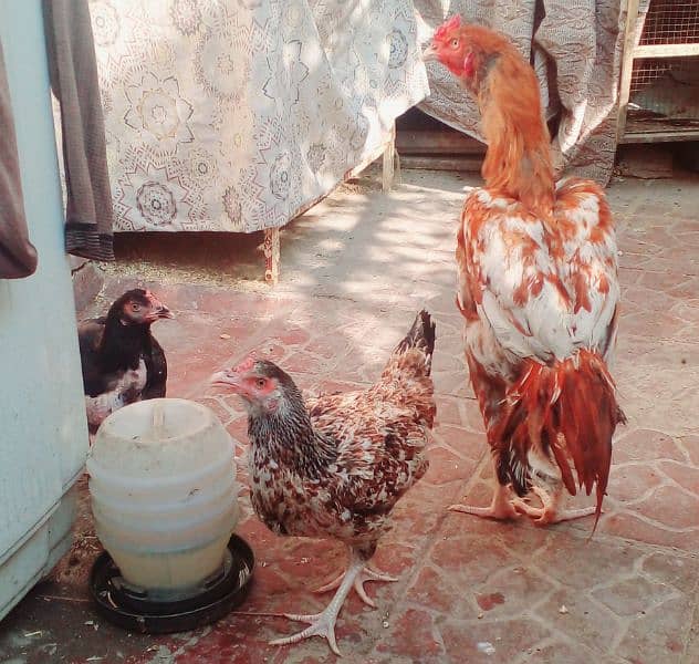 Pure Aseel Breed %100 Fresh Fertile Eggs parents pic attached 2