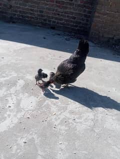 desi with chicks/ pure desi Murgi/ desi hen