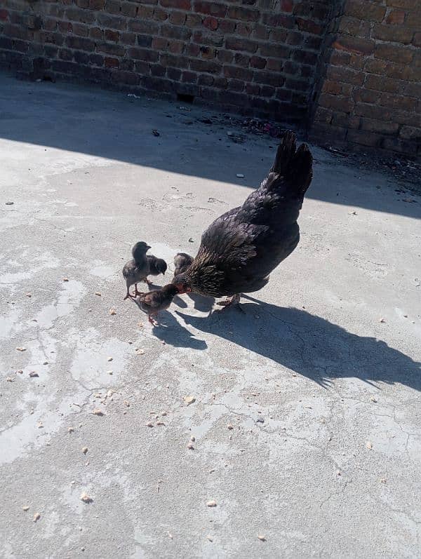 desi with chicks/ pure desi Murgi/ desi hen 0