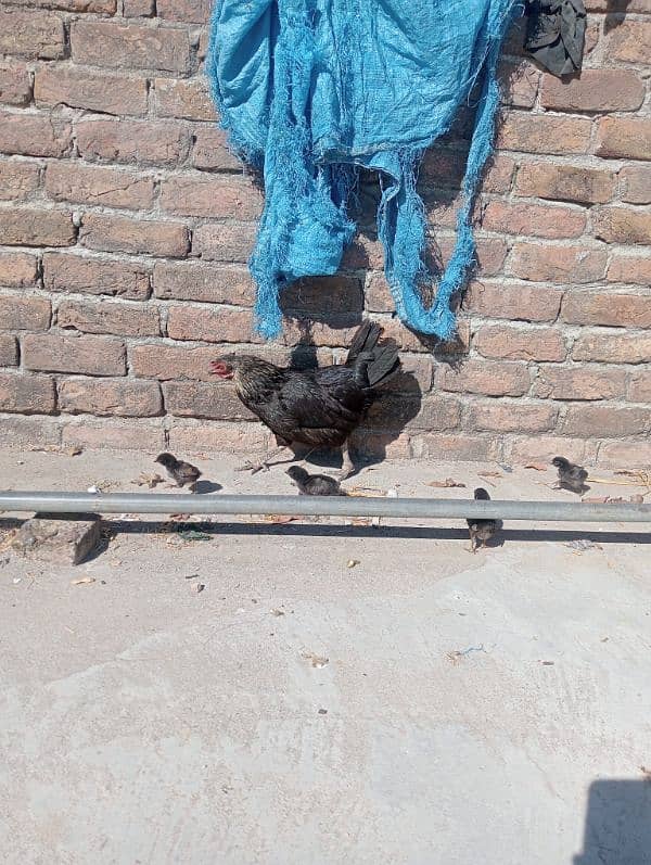 desi with chicks/ pure desi Murgi/ desi hen 5