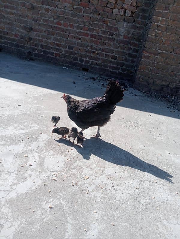 desi with chicks/ pure desi Murgi/ desi hen 6