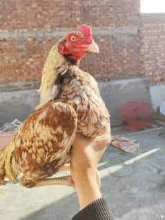 High Quality Mianwali Nawab Aseel Birds