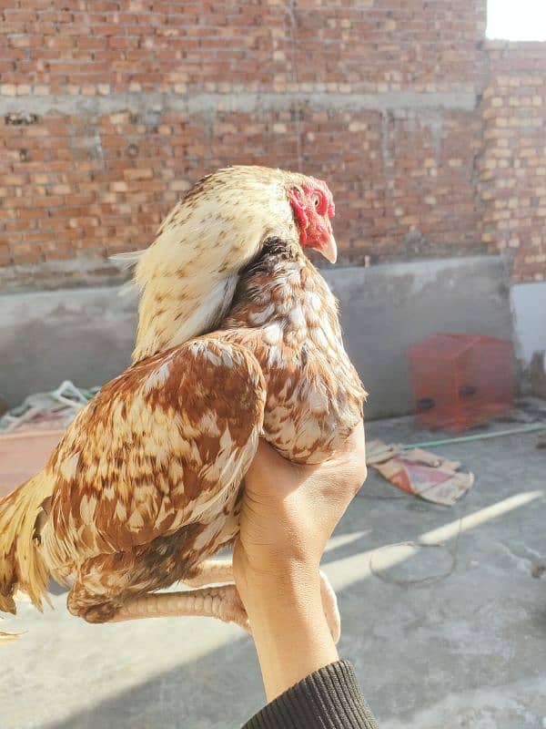 High Quality Mianwali Nawab Aseel Birds 1